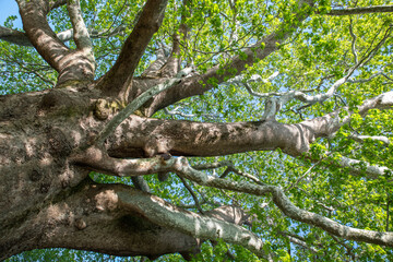 Fototapeta premium A 1000-year-old historical plane tree located in Bursa Türkiye