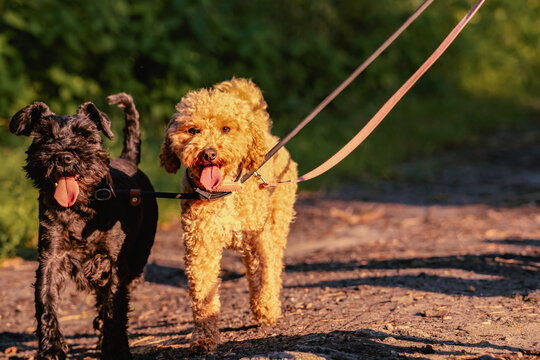 Two small dogs, black schnauzer and curly poodle, walking on leashes along sunlit dirt path. Their tongues hang out as they enjoy warm stroll in nature. Dog walking service. Pet companionship