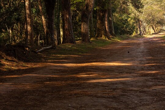 Estrada de terra cercada de barranco e &aacute;rvores. 