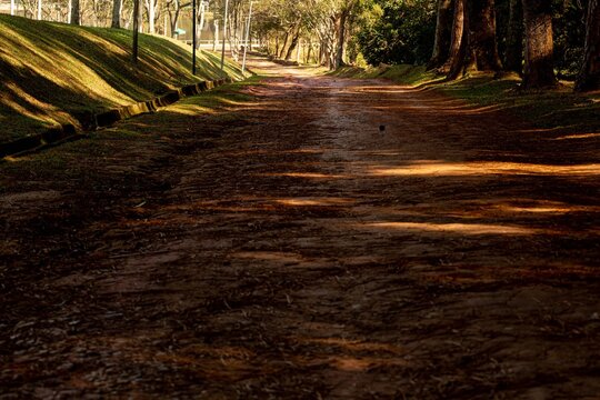 Estrada de terra cercada de barranco e &aacute;rvores. 