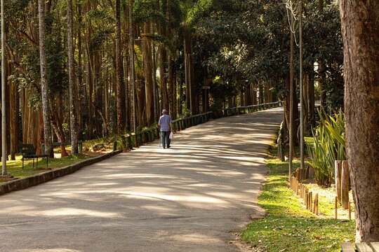 Homem de bengala caminhando em rua de asfalto cercada por &aacute;rvores. 