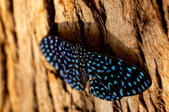 Borboleta de asas pretas com manchas de cor azul. 