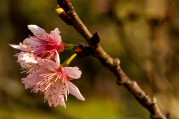 Flor de cerejeira celebrando a primavera em regi&atilde;o tropical.  