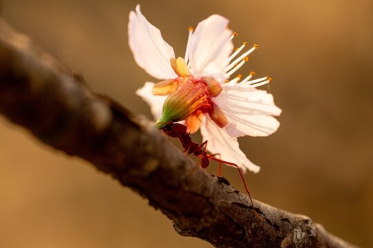 Formiga sa&uacute;va carregando uma flor de cerejeira. 
