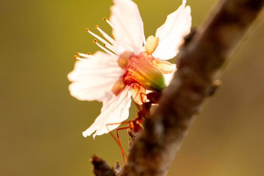 Formiga sa&uacute;va carregando uma flor de cerejeira. 