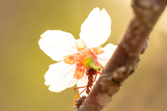 Formiga sa&uacute;va carregando uma flor de cerejeira. 