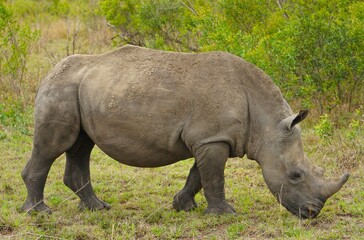 rhino in the grass