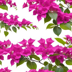 Bougainvillea on white background ,Provincial flower of phuket t
