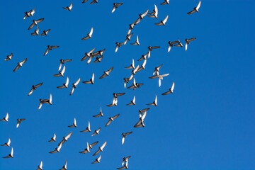Fototapeta premium Flock of grey doves with one white dove between them flying on the blue sky