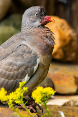 Obraz premium Common wood pigeon seemes to be ill