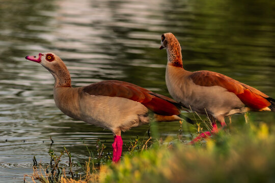 The Egyptian goose is an African member of the Anatidae family including ducks, geese, and swans.
