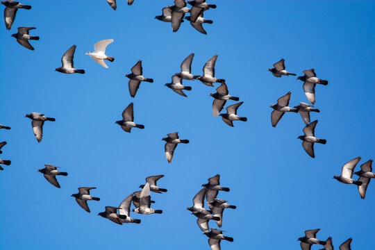 Flock of grey doves with one white dove between them flying on the blue sky