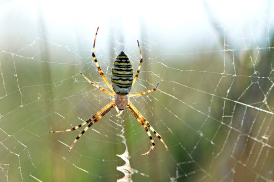 large wasp spider sits on a web on a blurred background. Argiope Bruennichi, or lat spider wasp. Argiope bruennichi catches his victim, a species of araneomorph spider. macro black-yellow male spider