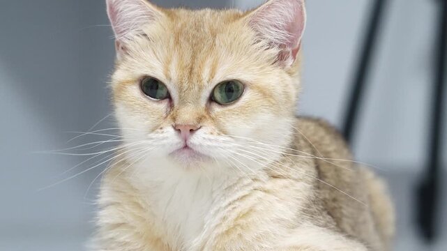 Golden British Shorthair cat with green eyes, fluffy fur, relaxed and calm expression, adorable feline pet animal, soft whiskers, domestic mammal, cute brown and white face, gentle young small
