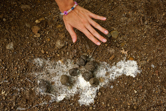 Faeces or feces or droppings or scat of Komodo dragon Varanus komodoensis also Komodo monitor, large reptile endemic to the Indonesian islands of Komodo, Rinca, Flores