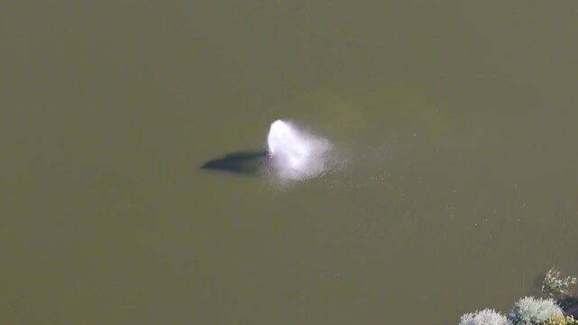 solitary water fountain sprays into muted green pond casting soft shadow across still surface tree lined edge geertruidenberg netherlands near 