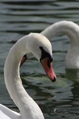 swan on the lake