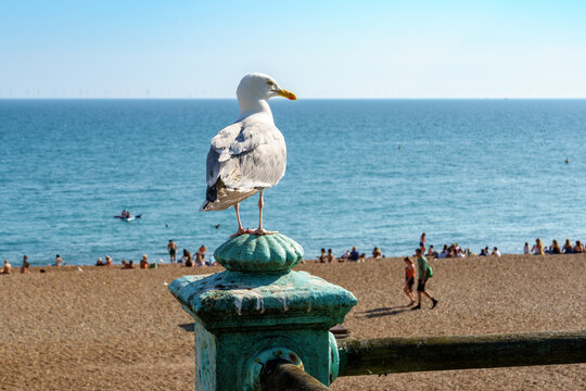 Seagull perched on turquoise seafront railing watching over a pebble beach in Brighton.