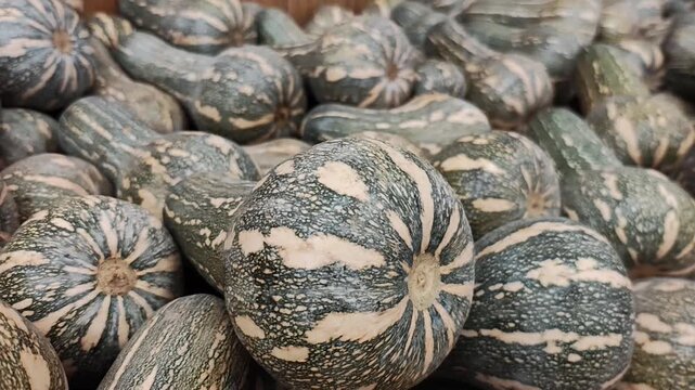 Ab&oacute;boras Butternut frescas com casca marmorizada verde e bege