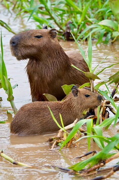 Capybara (Hydrochoerus hydrochaeris) Family wading in river on the lookout Brazil Pantanal National Park