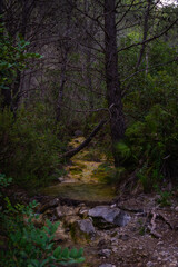 Fototapeta premium The Forgotten Riverbed (El Cauce Olvidado)