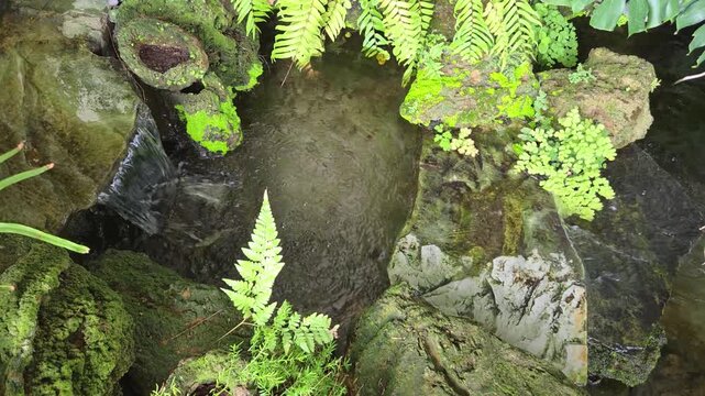 Tranquil Garden Stream Flowing Over Moss-Covered Rocks Surrounded by Lush Green Ferns.