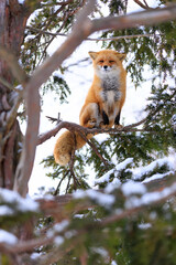 木に登るキタキツネ