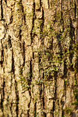 Obraz premium 樹木のさまざまな樹皮の模様