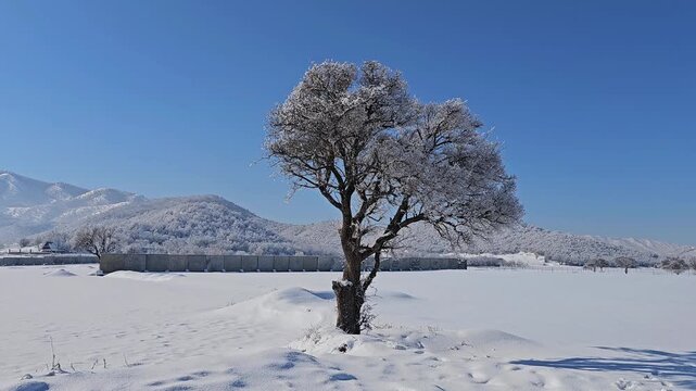 Snow-covered lone tree standing in a vast white field under clear blue sky, with distant hills creating a peaceful winter landscape.
📍Marivan, Kurdistan 