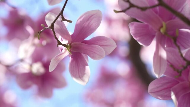 Elegant magnolia blossom in floral composition. Magnolia blossom with soft focus background. Magnolia blossom representing beauty and purity. Magnolia blossom in calm spring atmosphere.