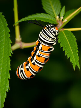 Pupating Monarch Caterpillar (Danaus plexippus)