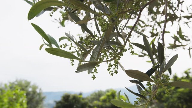 The first olives just born on a peasant tree in Puglia, oil production