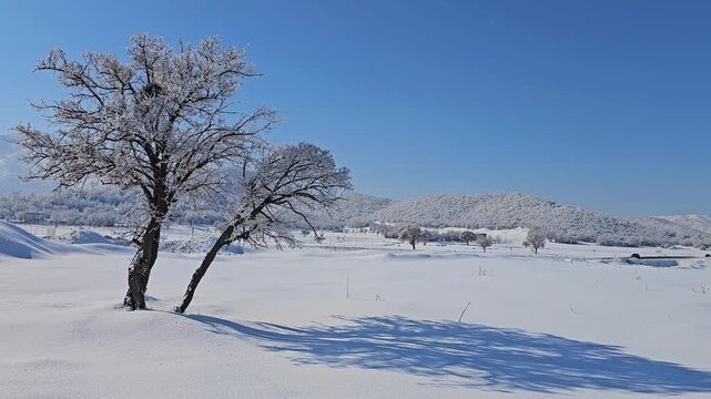 Winter landscape with leafless trees, long shadows, untouched snow, and distant hills under a clear blue sky creating a calm and serene natural scene.  
📍Marivan, Kurdistan 