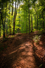Fototapeta premium Forest Path Through Sunlit Green Woodland