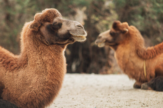 Portrait of double humped Bactrian camels lying on golden sand dunes of Nubra Valley in Ladakh India featuring thick shaggy brown fur and expansive desert landscape under soft hazy daylight sky
