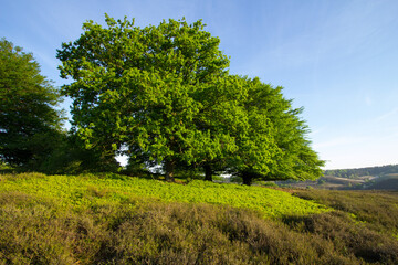 Obraz premium Spring sunrise on the Posbank