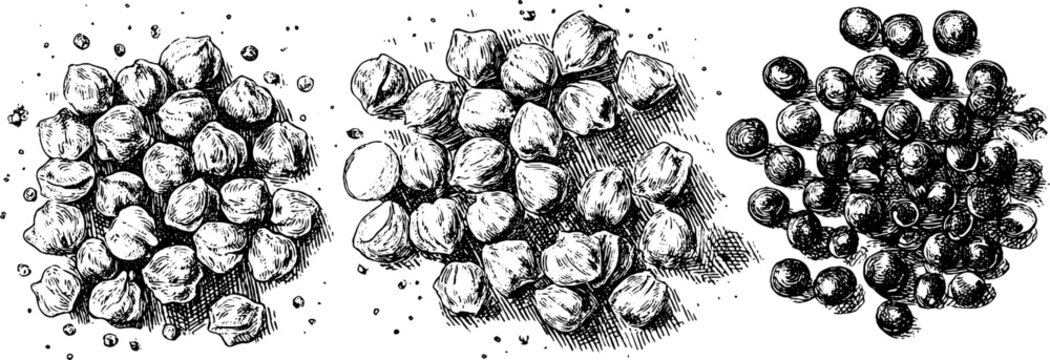 Vintage engraving of chickpeas and lentils - hand drawn illustration for retro food design