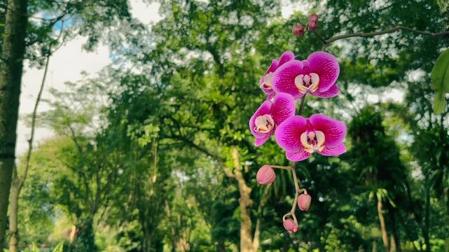 Pink orchid Phalaenopsis flowers in the garden