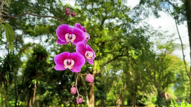 Pink orchid Phalaenopsis flowers in the garden