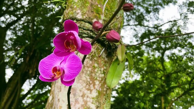 Pink orchid Phalaenopsis flowers in the garden
