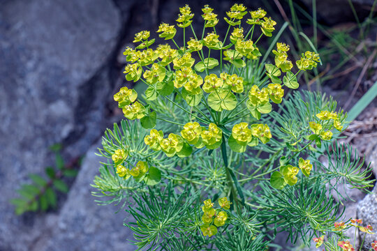 Flowers of Cypress Spurge or Euphorbia cyparissias