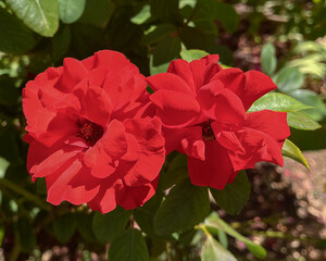Obraz premium Vibrant Red Rose Flowers Blooming in Sunlight