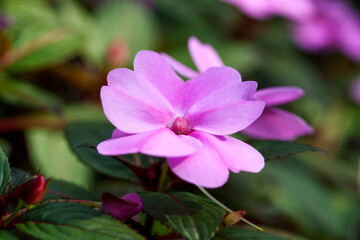 A close-up of purple geraniums in full bloom.