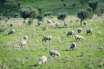 Fototapeta premium Flock of sheep grazing on spring meadow, Extremadura