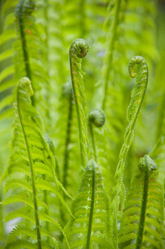 Canada, BC, Vancouver.  Fresh green fern fiddleheads.