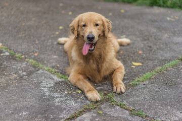 Golden retriever lying on pavement with tongue out