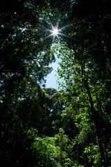 Fototapeta premium Sun starburst shining through dense green forest canopy