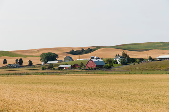 USA, Washington, Pullman.  Pastoral scene of hills and farms in eastern Washington.