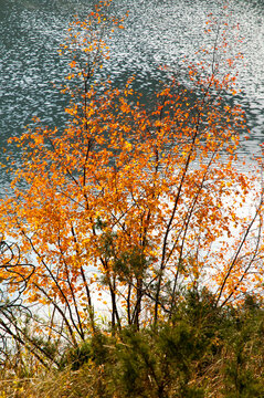 Canada, BC, Loon Lake, fall, autumn, tree, leaves, season, leaf, nature, yellow, orange, landscape, foliage, trees, color, colorful, lake, water, pattern