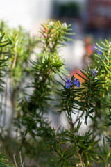 庭先で咲くローズマリーの小花　爽やかな自然光